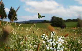Картинка бабочка, цветы, природа, пейзаж, лето, зелень, небо