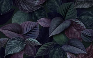 Картинка листья, природа, темные, фон, узор, растения, декор