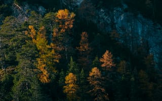Картинка лес, осень, деревья, природа, пейзаж, горы, цвета