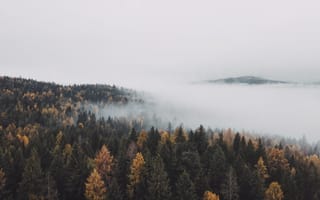 Картинка лес, туман, природа, осень, пейзаж, горы, деревья