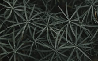 Картинка растения, листья, зелень, природа, фон, обои, текстура