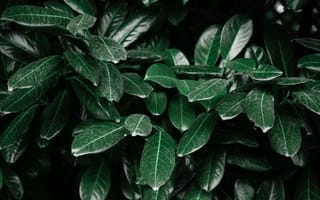 Картинка листья, зелень, природа, фон, растения, текстура, темный