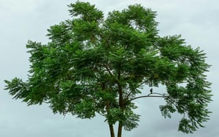 Картинка дерево, природа, пейзаж, зелень, птица, облака, одиночество