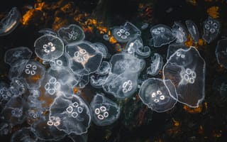 Картинка медузы, океан, прозрачные, вода, природа, глубина, красота