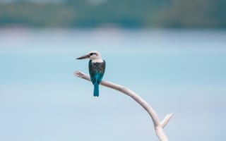 Картинка птица, природа, синий, ветка, фото, обои, красота