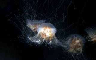 Картинка медузы, океан, глубина, подводный мир, животные, природа, красота