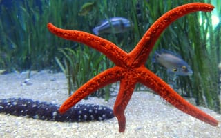 Картинка морская звезда, океан, подводный мир, рыбы, водоросли, песок, красный