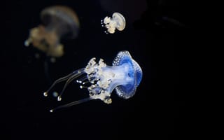 Картинка медуза, океан, глубина, водный мир, красота, животные, природа