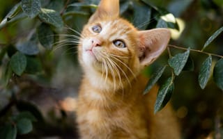 Картинка котенок, животные, природа, листья, мягкий, питомец, ореховый