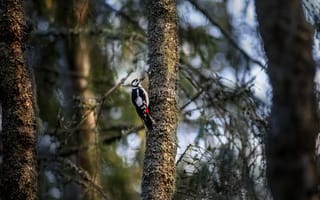 Картинка дятел, дерево, природа, лес, птица, животные, фотография