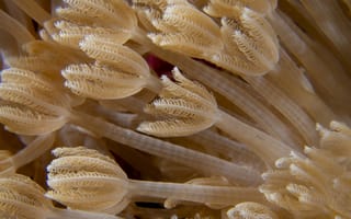 Картинка море, кораллы, подводный мир, природа, животные, экосистема, красота
