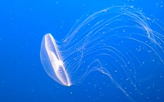 Картинка медуза, океан, глубина, синий, природа, водный мир, красота