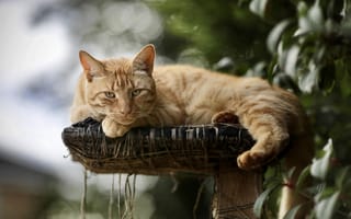 Картинка кот, животное, природа, отдых, питомец, мягкий, зеленый