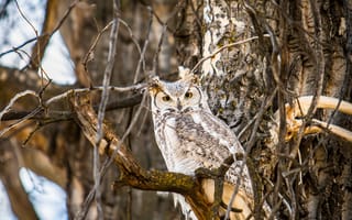 Картинка сова, природа, дерево, дикая природа, птица, лес, животные