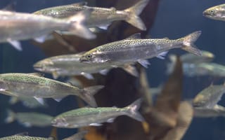 Картинка рыбы, аквариум, подводный мир, природа, водные обитатели, экосистема, океан