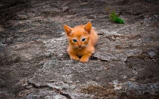 Картинка котенок, животные, природа, песок, мягкий, милый, фото