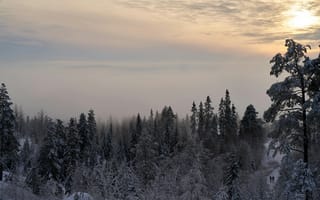 Картинка зима, лес, снег, природа, пейзаж, закат, мгла