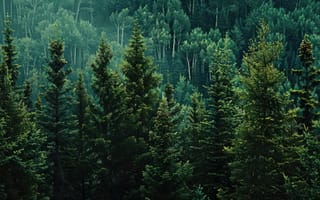Картинка лес, деревья, природа, зеленый, пейзаж, горы, тишина