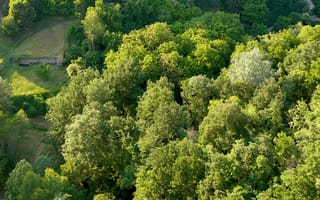 Картинка лес, природа, деревья, зелень, пейзаж, воздух, отдых
