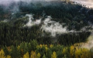 Картинка лес, природа, горы, туман, осень, пейзаж, деревья