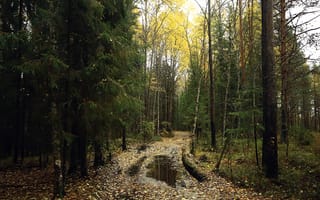 Картинка лес, осень, природа, деревья, пейзаж, мокро, поток, листья, тишина, пешеходная тропа
