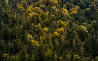 Картинка лес, природа, деревья, осень, зелень, пейзаж, фотография