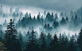 Картинка лес, туман, природа, деревья, пейзаж, мгла, спокойствие