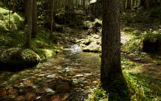 Картинка лес, река, природа, пейзаж, мох, деревья, камни