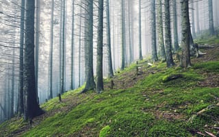 Картинка лес, деревья, туман, природа, мох, пейзаж, тишина, зеленый, освещение, глубина