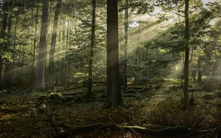 Картинка лес, природа, свет, деревья, освещение, пейзаж, осень
