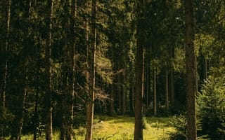 Картинка лес, природа, деревья, зеленый, пейзаж, тишина, освещение