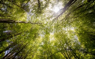 Картинка лес, деревья, природа, солнце, зелень, небо, освещение