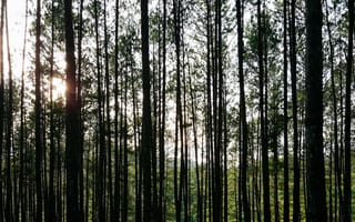 Картинка лес, деревья, природа, солнце, пейзаж, освещение, зелень