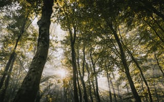Картинка лес, природа, свет, деревья, освещение, осень, пейзаж