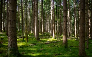 Картинка лес, деревья, природа, мох, пейзаж, зелень, освещение