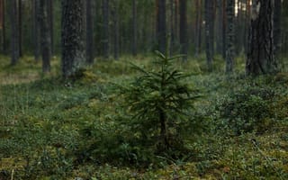 Картинка лес, дерево, природа, молодое дерево, пейзаж, зеленый, освещение