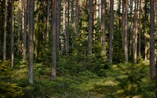 Картинка лес, природа, деревья, пейзаж, зелень, освещение, тишина