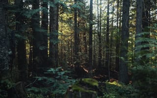 Картинка лес, природа, деревья, освещение, мох, пейзаж, тишина