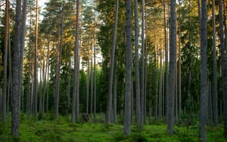 Картинка лес, деревья, природа, пейзаж, освещение, зелень, спокойствие