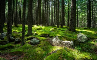 Картинка лес, природа, мох, деревья, камни, пейзаж, освещение
