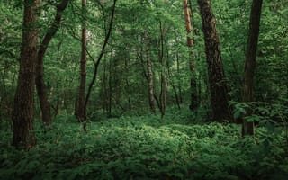 Картинка лес, природа, деревья, зелень, пейзаж, экология, тишина