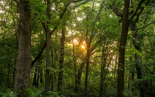 Картинка лес, природа, деревья, закат, зелень, освещение, пейзаж