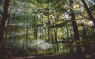 Картинка лес, природа, деревья, свет, туман, освещение, пейзаж