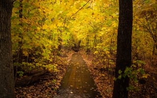 Картинка осень, лес, пейзаж, дорожка, желтые листья, природа, пешеходная тропа