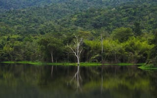 Картинка природа, озеро, лес, деревья, отражение, пейзаж, спокойствие