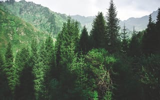 Картинка природа, лес, горы, деревья, пейзаж, зелень, отдых