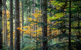 Картинка лес, осень, деревья, природа, пейзаж, зеленый, желтый, тихо, спокойствие