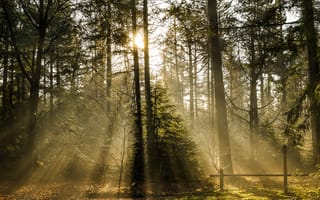 Картинка лес, свет, природа, деревья, туман, освещение, осень