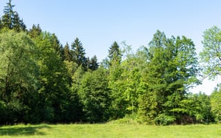 Картинка лес, природа, деревья, зелень, пейзаж, небо, трава