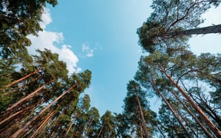 Картинка лес, деревья, небо, природа, пейзаж, отдых, солнце